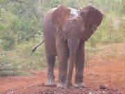 WebResizedPhotos/OrphanElephantWebSmall.JPG